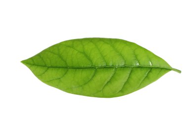 Beyaz arka plan üzerinde izole taze avokado yaprak yeşil