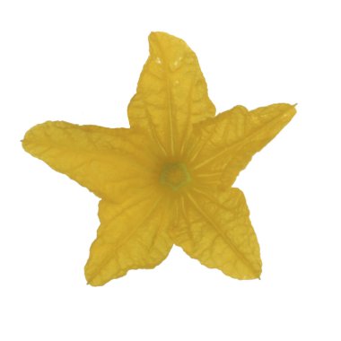 Beyaz arka plan üzerinde izole salatalık çiçeği