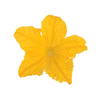 Beyaz arka plan üzerinde izole salatalık çiçeği