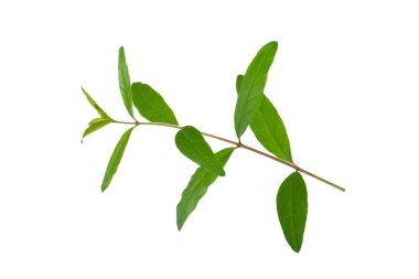 Beyaz arka planda izole edilmiş nar yaprağının yakınçekimi 