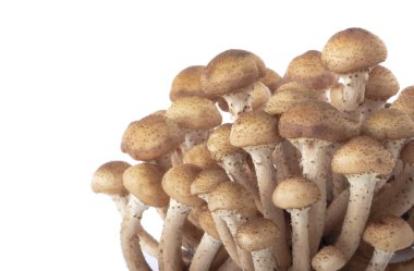 Beyaz arka plan üzerinde izole olgun ham mantar