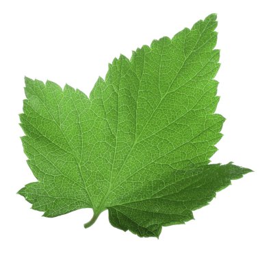 Beyaz arka plan üzerinde izole yeşil Frenk üzümü yaprağı