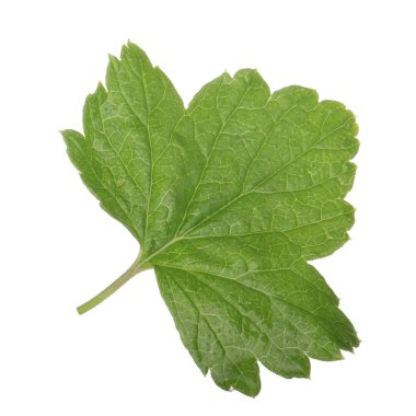 Beyaz arka plan üzerinde izole yeşil Frenk üzümü yaprağı