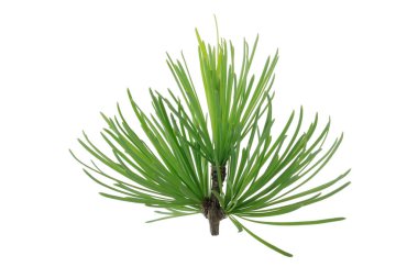 Kozalaklı şubenin yakın çekim, Noel arka plan