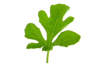 Beyaz backgroound izole yeşil yaprakların yakın çekim