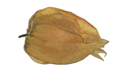 taze physalis beyaz arka plan üzerinde izole
