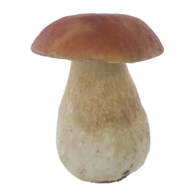 Beyaz arka plan üzerinde izole tek mantar