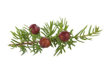 Beyaz arka planda izole ardıç yakın çekim