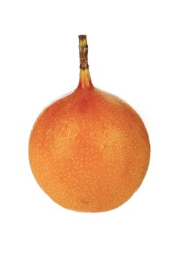 Ligularis closeup, passiflora çekim beyaz izole