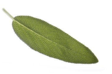 Yeşil yaprak üzerinde beyaz izole closeup 