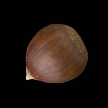 Siyah arka plan üzerine kestane Görünümü Kapat