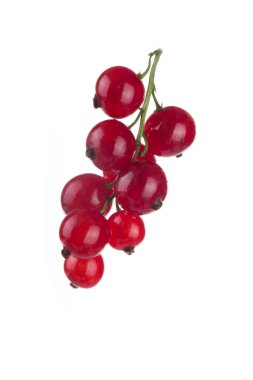 closeup izole beyaz zemin üzerine kırmızı kuş üzümü 