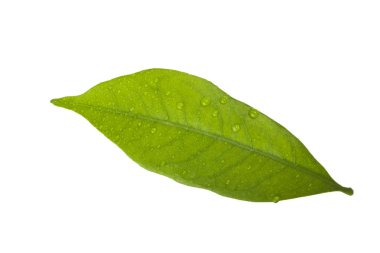 Beyaz arkaplanda yeşil yaprak yakın plan