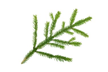 Beyaz arkaplanda köknar ağacı dalı izole