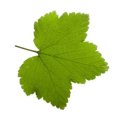 Beyaz arka plan üzerinde izole yeşil Frenk üzümü yaprağı