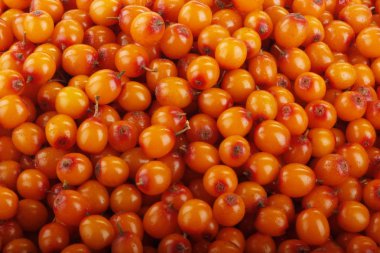 Ham olgun sandthorn meyveler, gıda arka plan.