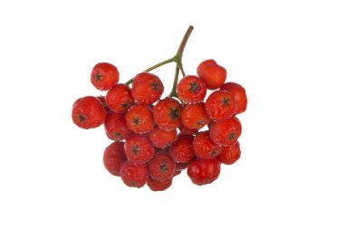 Beyaz arka plan üzerinde izole kırmızı ashberries