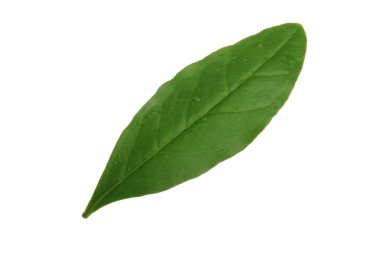 Beyaz arka planda izole edilmiş nar yaprağının yakınçekimi 