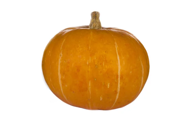 Closeup Pumpkin Isolated White Background — Stock Photo, Image