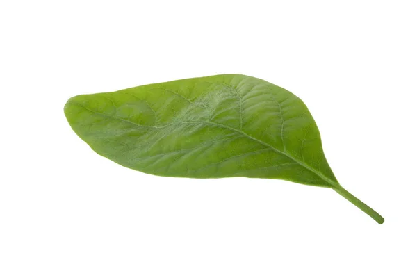 Beyaz Arka Plan Üzerinde Izole Taze Avokado Yaprak Yeşil — Stok fotoğraf