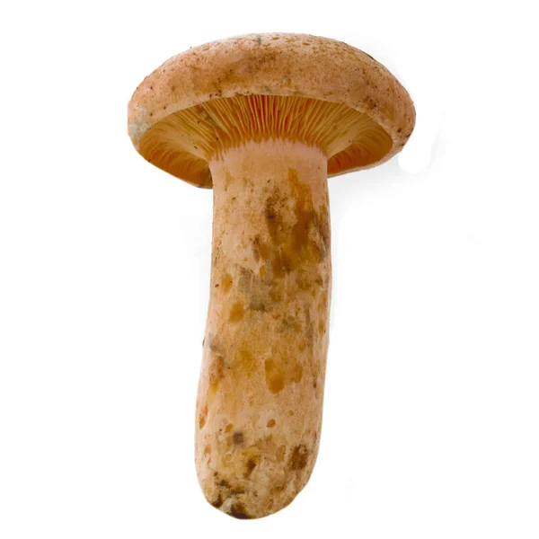 白色背景上分离出的单个蘑菇 — 图库照片
