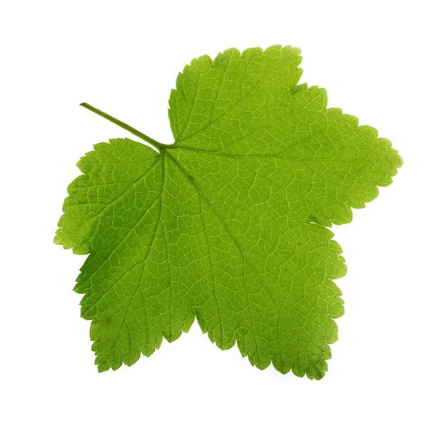Beyaz Arka Plan Üzerinde Izole Yeşil Frenk Üzümü Yaprağı — Stok fotoğraf