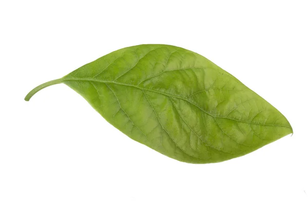 Folha Abacate Verde Fresca Isolada Sobre Fundo Branco — Fotografia de Stock