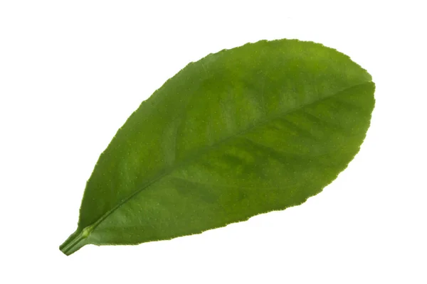 Φύλλα Εσπεριδοειδών Απομονωμένα Λευκό Φόντο — Φωτογραφία Αρχείου