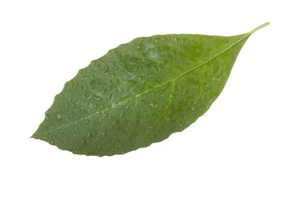 Färsk Grön Avokado Leaf Isolerad Vit Bakgrund — Stockfoto