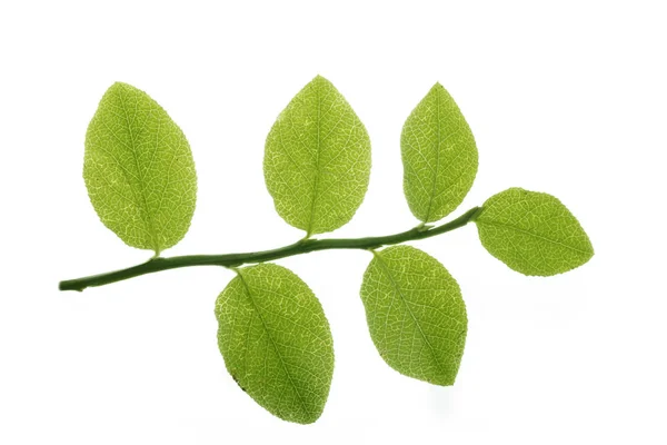 緑ビルベリー葉に孤立した白い背景 — ストック写真