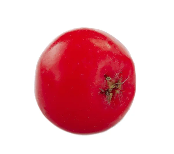 Rote Esche Isoliert Auf Weißem Hintergrund — Stockfoto