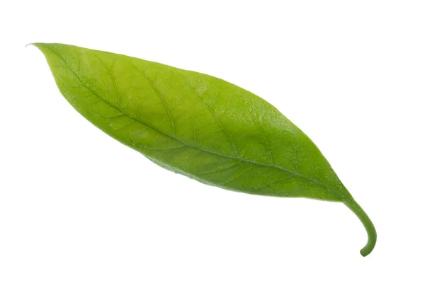 Hoja Aguacate Verde Fresco Aislada Sobre Fondo Blanco — Foto de Stock