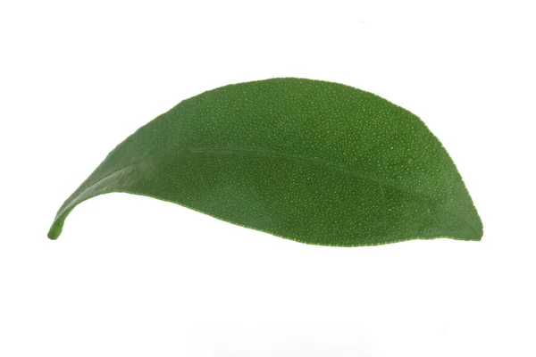 白い背景に隔離されたクムクワットの葉のクローズアップ — ストック写真