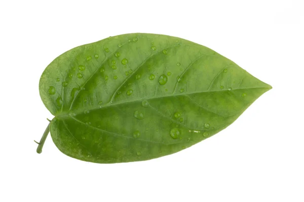 Closeup Green Leaf White Background — Stock Photo, Image