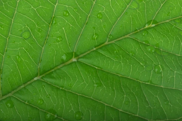Κοντινά Πλάνα Του Φύλλου Γκουάβα Απομονώνεται Λευκό Φόντο — Φωτογραφία Αρχείου