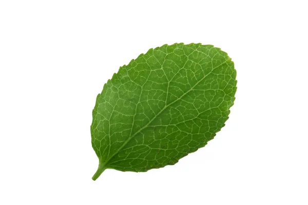 Feuille Myrtille Verte Isolée Sur Fond Blanc — Photo