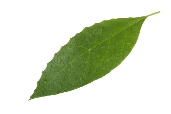 Färsk Grön Avokado Leaf Isolerad Vit Bakgrund — Stockfoto