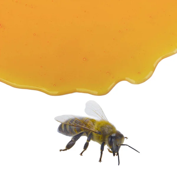 Closeup Bee Medem — Stock fotografie