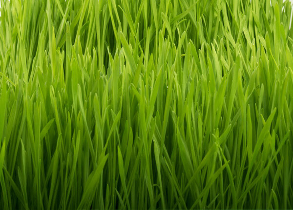 Natural green grass background