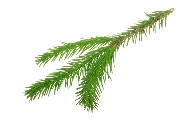 Fir Tree Branch Isolated White Background — Stock Photo, Image