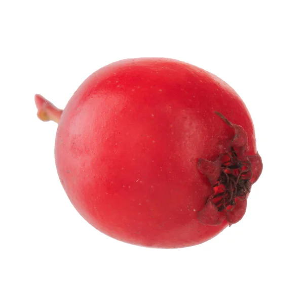 Beyaz Arka Plan Üzerinde Izole Haw Berry Closeup — Stok fotoğraf