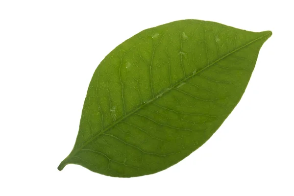 Closeup Green Leaf White Background — Stock Photo, Image