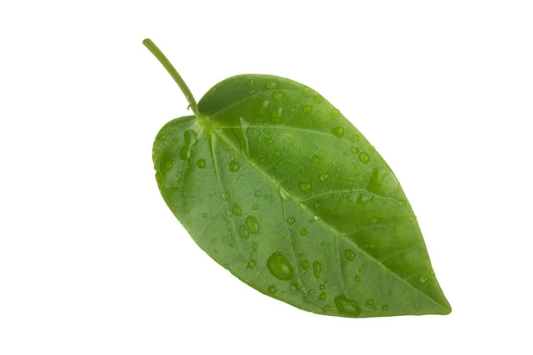 Closeup Green Leaf White Background — Stock Photo, Image