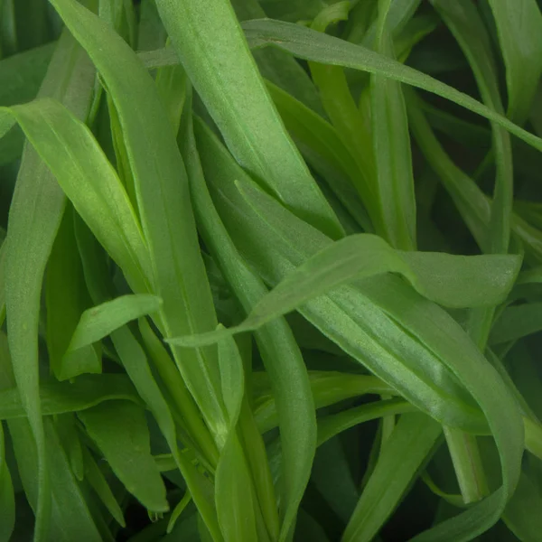 Primer Plano Hojas Plantas Verdes Fondo Floral —  Fotos de Stock