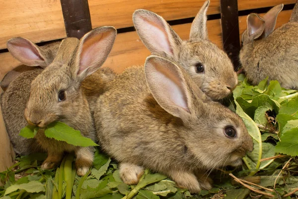 Closeup of cute domestic rabbits, animals background