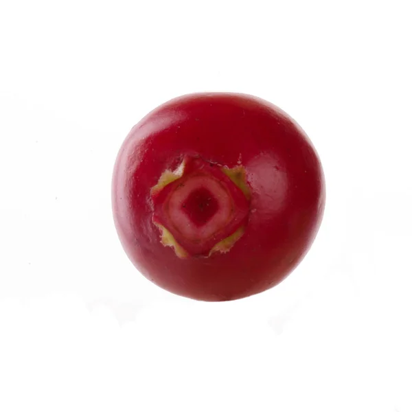 Pendekatan Sapi Berry Terisolasi Pada Latar Belakang Putih — Stok Foto