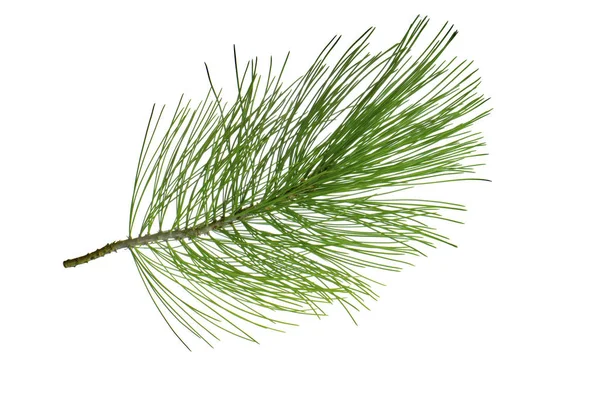 Beyaz arkaplanda köknar ağacı dalı izole