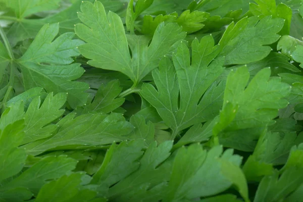 Closeup Zeleného Petrželových Listů Potravinové Pozadí — Stock fotografie