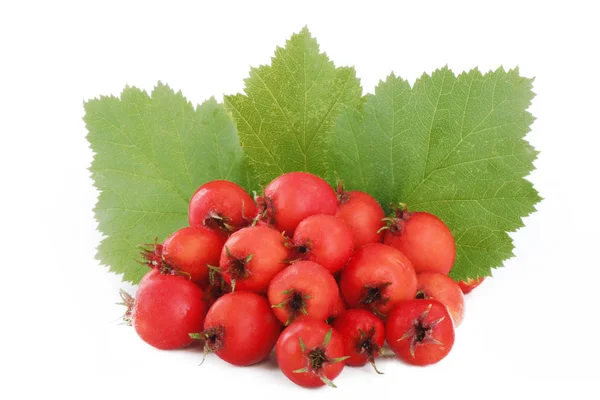 Closeup Huckleberry Food Background — Stock Photo, Image