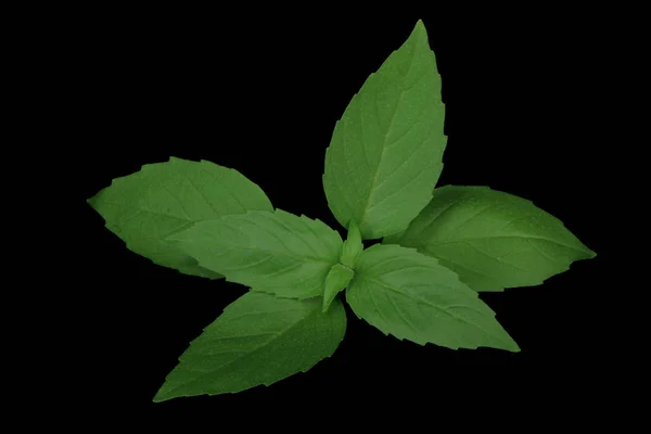 Closeup Zeleného Listí Rostlin Květinové Pozadí — Stock fotografie